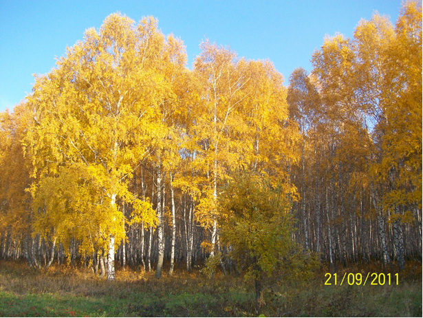 Берёзовая роща.